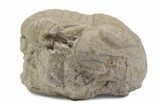 Bargain, Illaenus Laticlavius Trilobite Fossil - Russia #363227-1